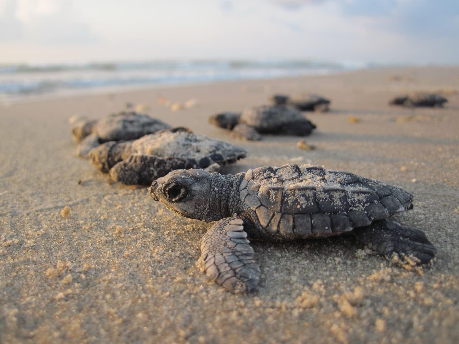 Several tiny dark sea turtle hatchlings crawling over wet sand toward the surf