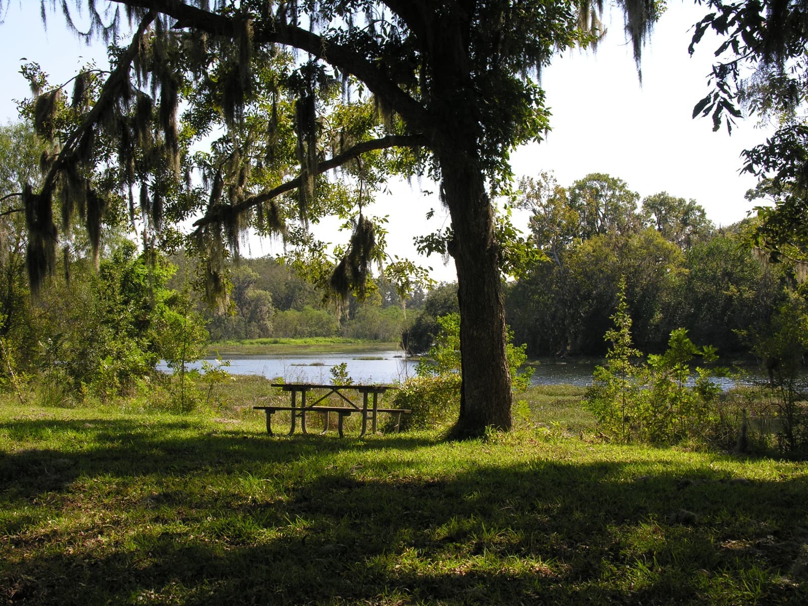 A picnic table in the shade of a large tree hung with Spanish moss, with a lake and green woods behind