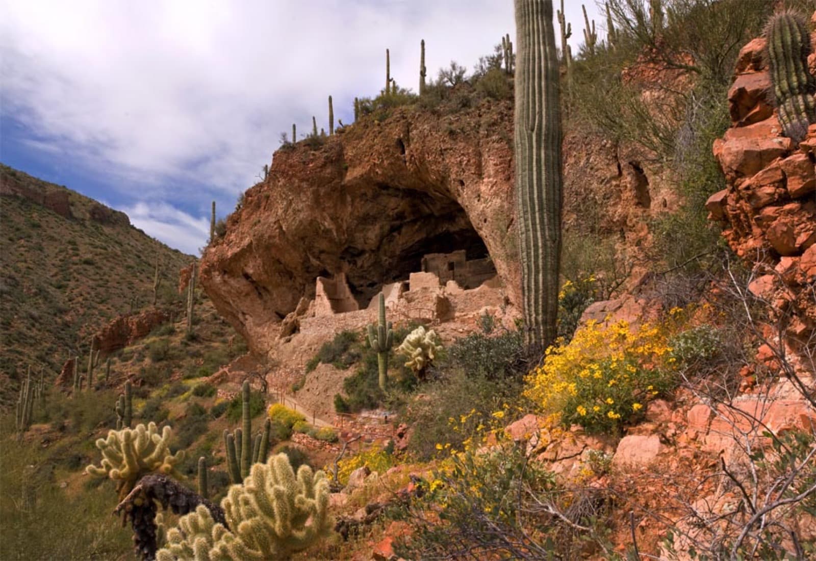 A cliff dwelling in a rock alcove above a desert slope with saguaros, cholla and yellow wildflowers