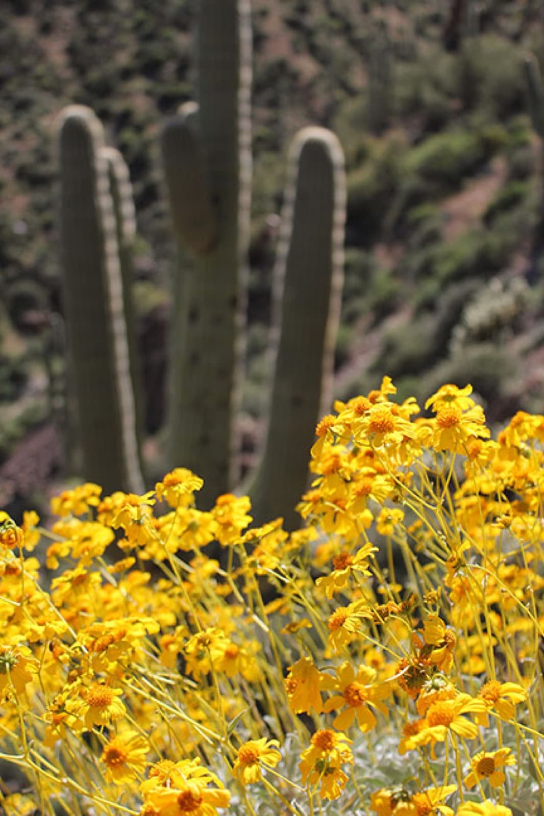A mass of yellow daisy-like wildflowers in the foreground with tall saguaro cacti behind
