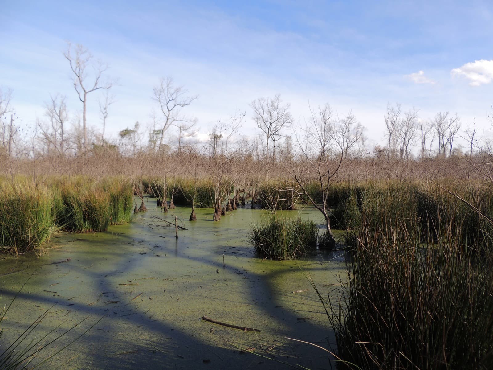 Baldcypress trees standing in the still water of a lake at Trinity River National Wildlife Refuge