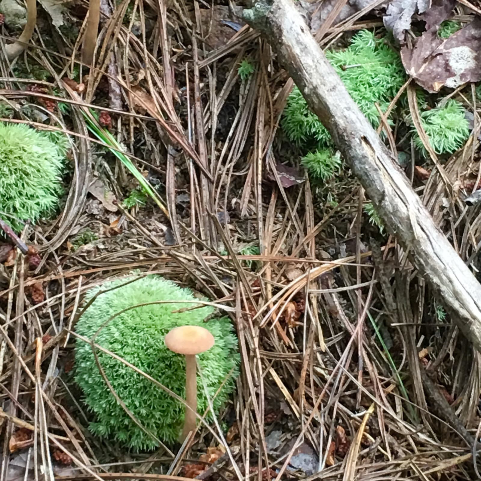 Green moss cushions and a small tan mushroom on a forest floor of pine needles and a fallen branch