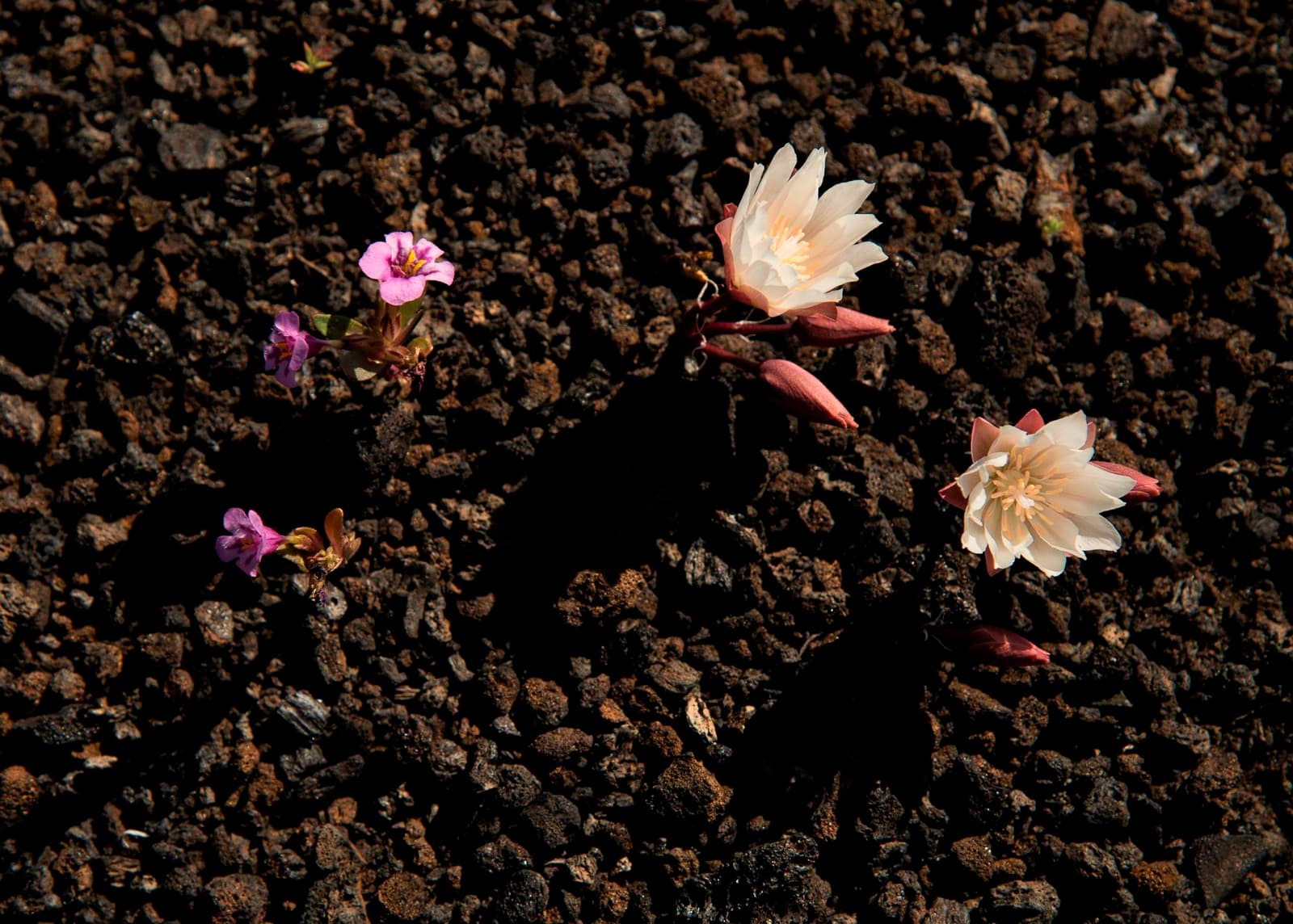 Small purple flowers and larger white flowers with reddish stems growing out of black volcanic rock