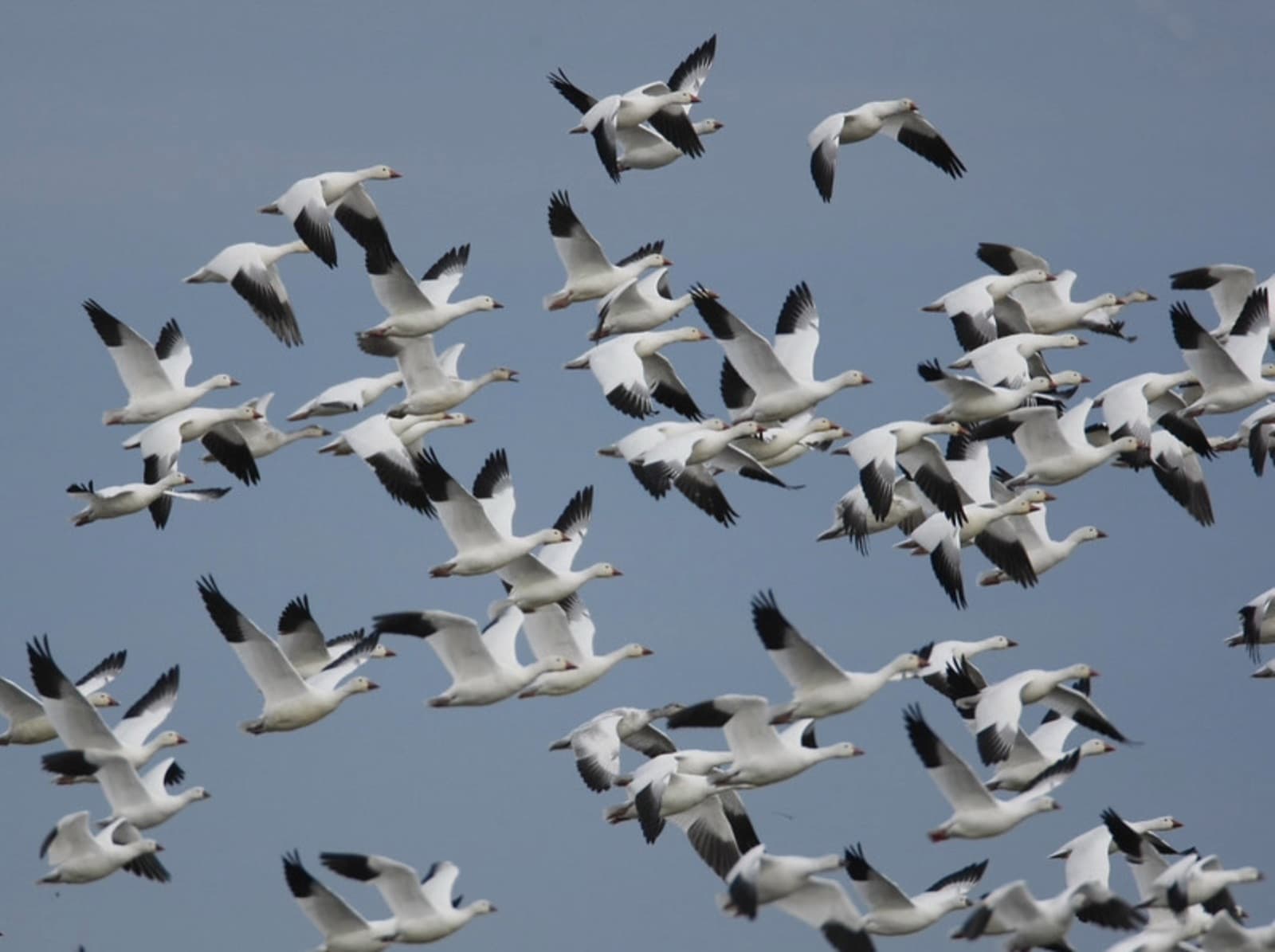 A flock of snow geese in flight over Hagerman National Wildlife Refuge