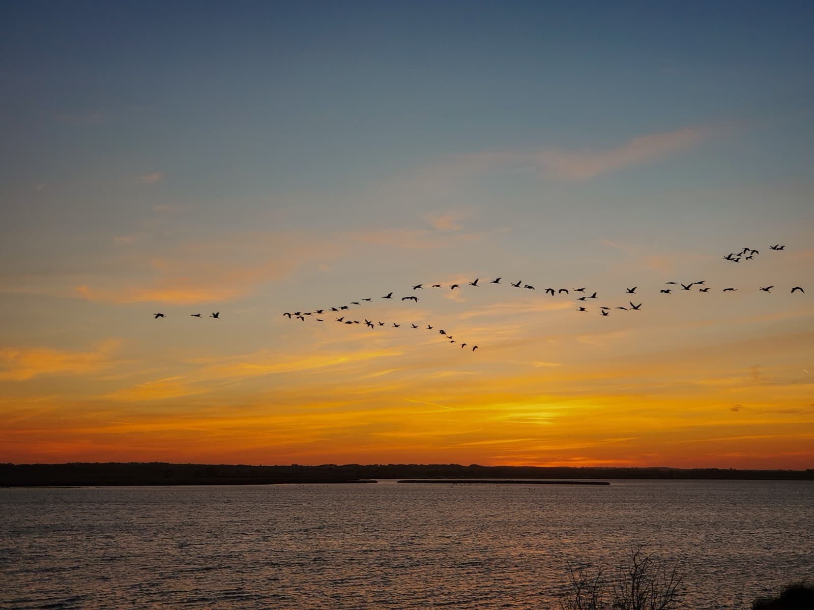 Long lines of cranes flying low over a lake under an orange sunset sky