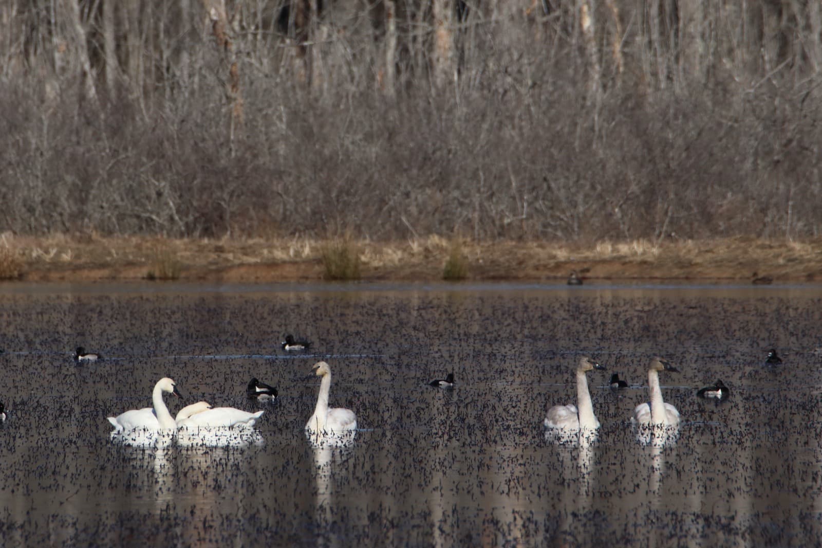 Five white swans and a scattering of dark ducks on a pond in front of bare trees
