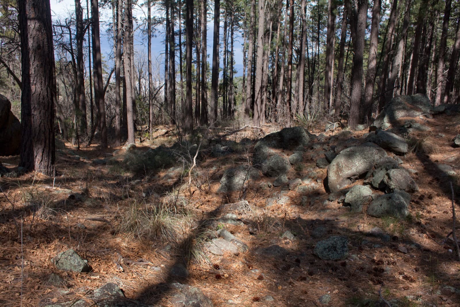 Tall ponderosa pines over a rocky, needle-covered forest floor in dappled light