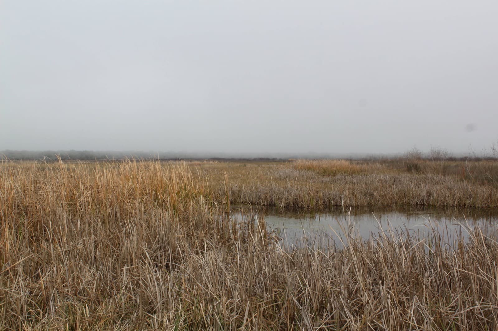 Tawny marsh grasses around a small pool of open water under a flat grey sky