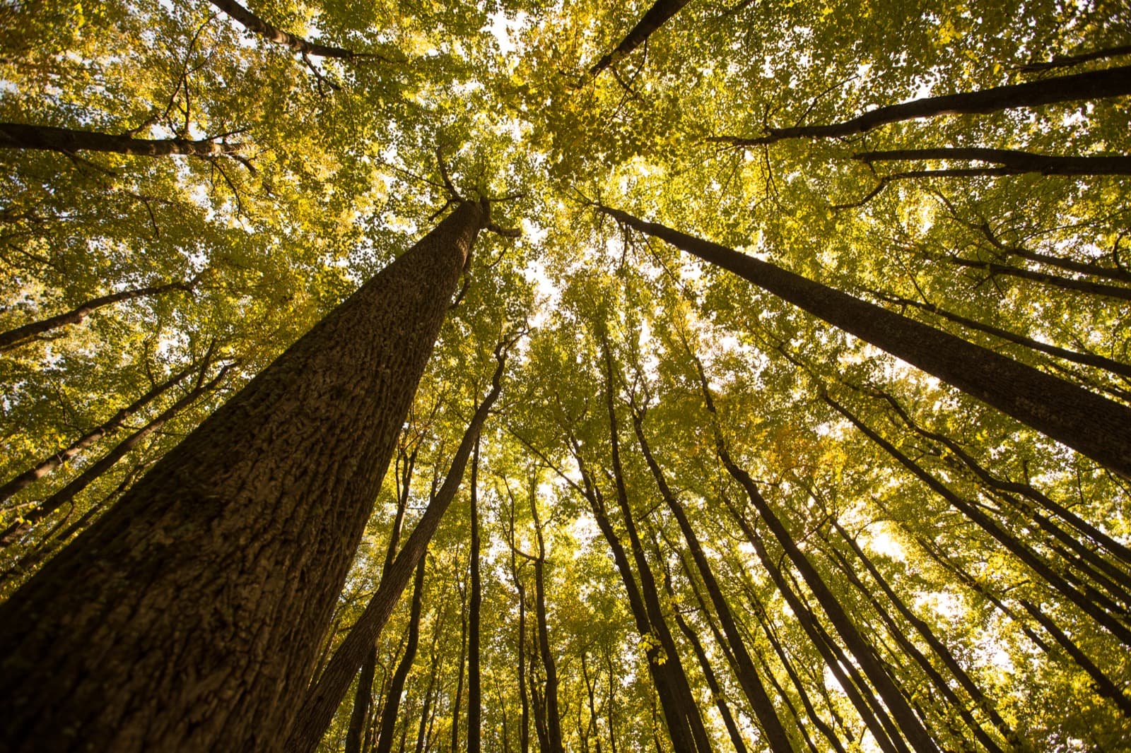 Looking up at the canopy of a poplar stand with leaves turning yellow
