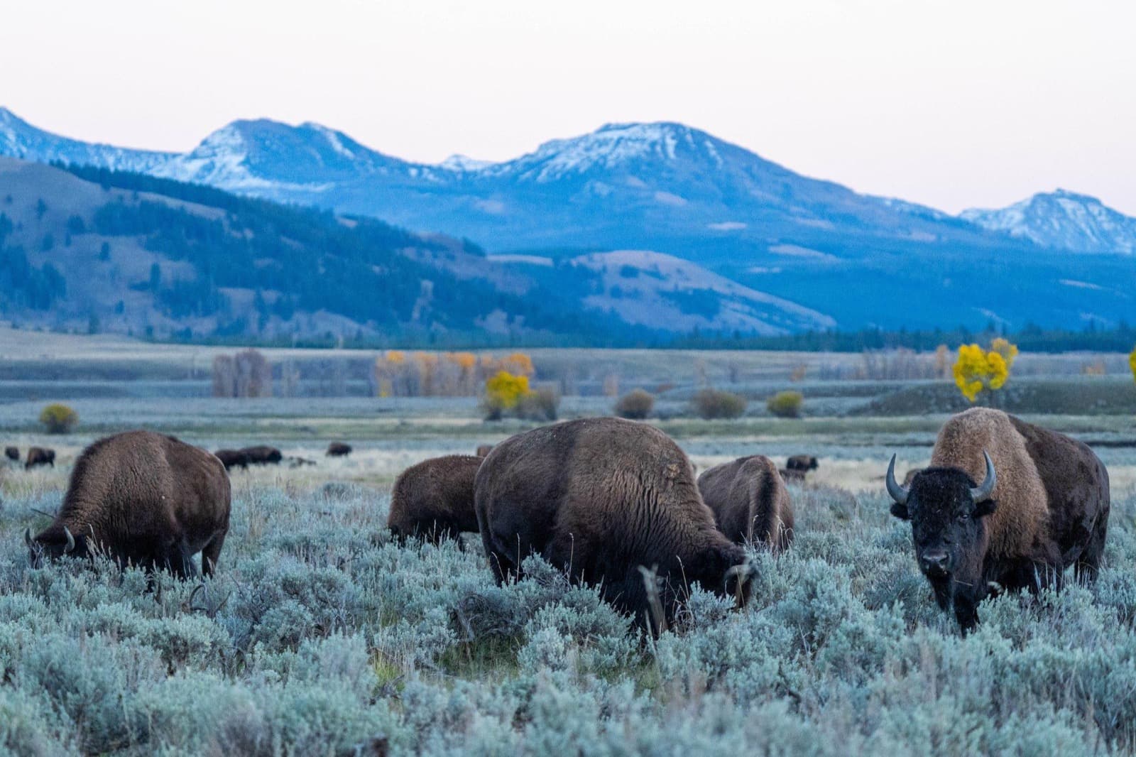 Bison grazing among sagebrush