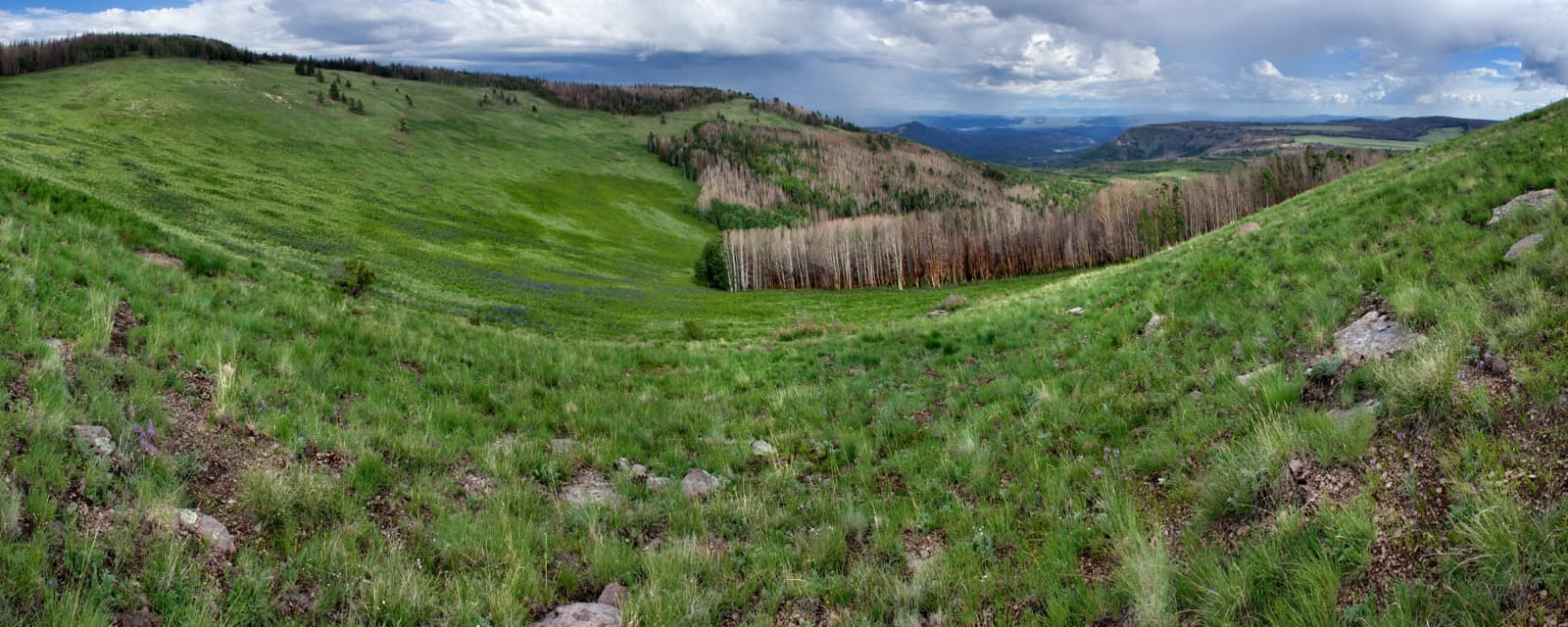 A wide green grassy slope curving down to a stand of pale aspen trunks, with distant mesas under clouds