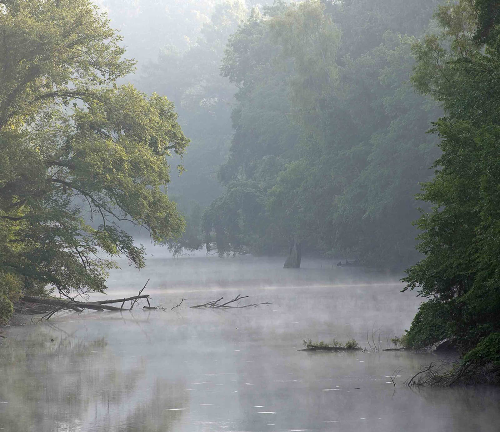 Morning mist over still water with fallen branches, framed by leafy trees