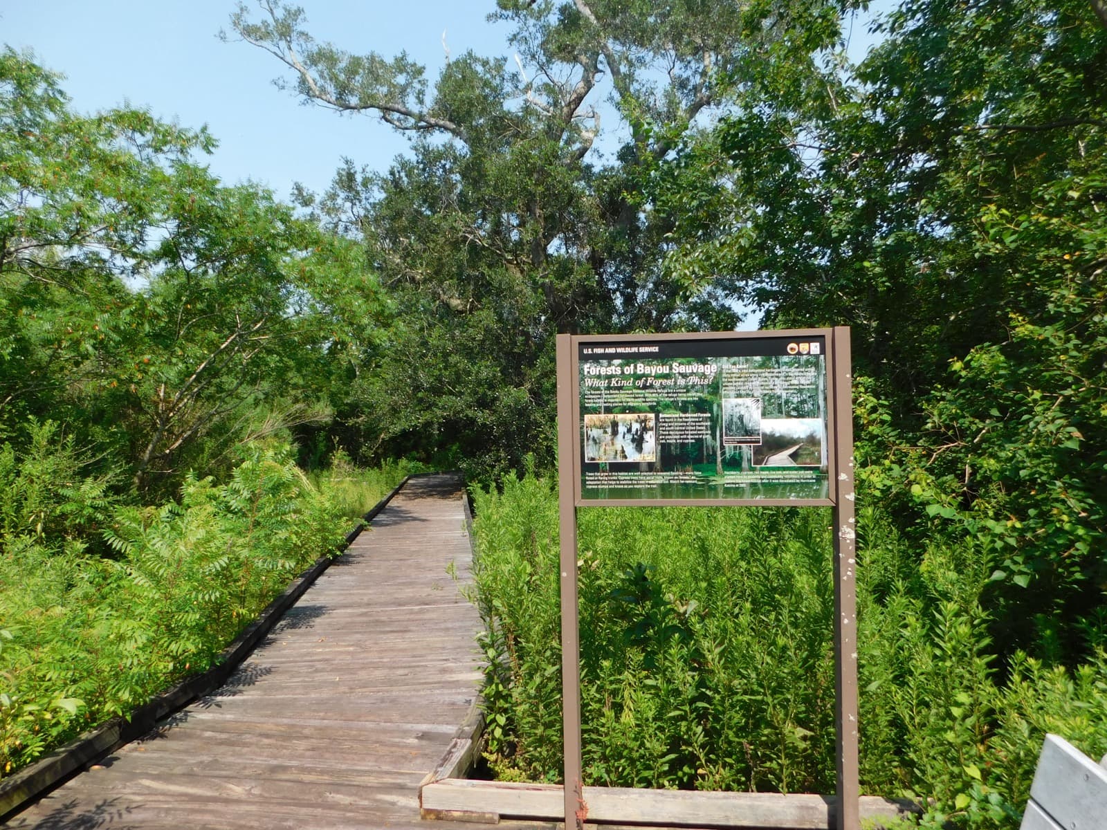 A wooden boardwalk leading into green trees and shrubs beside a sign titled Forests of Bayou Sauvage