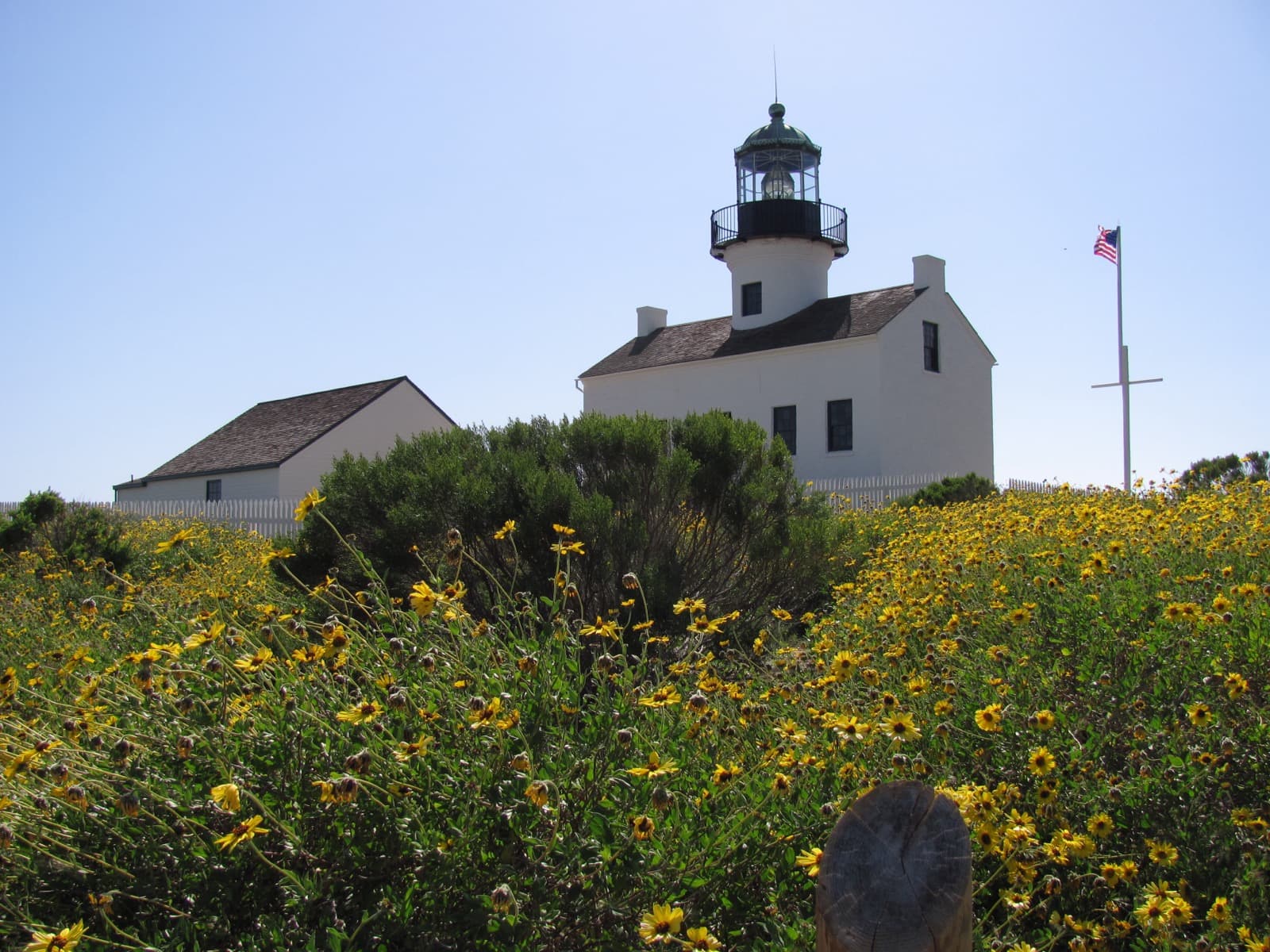 A slope of yellow flowers in front of the white Old Point Loma Lighthouse under a clear blue sky