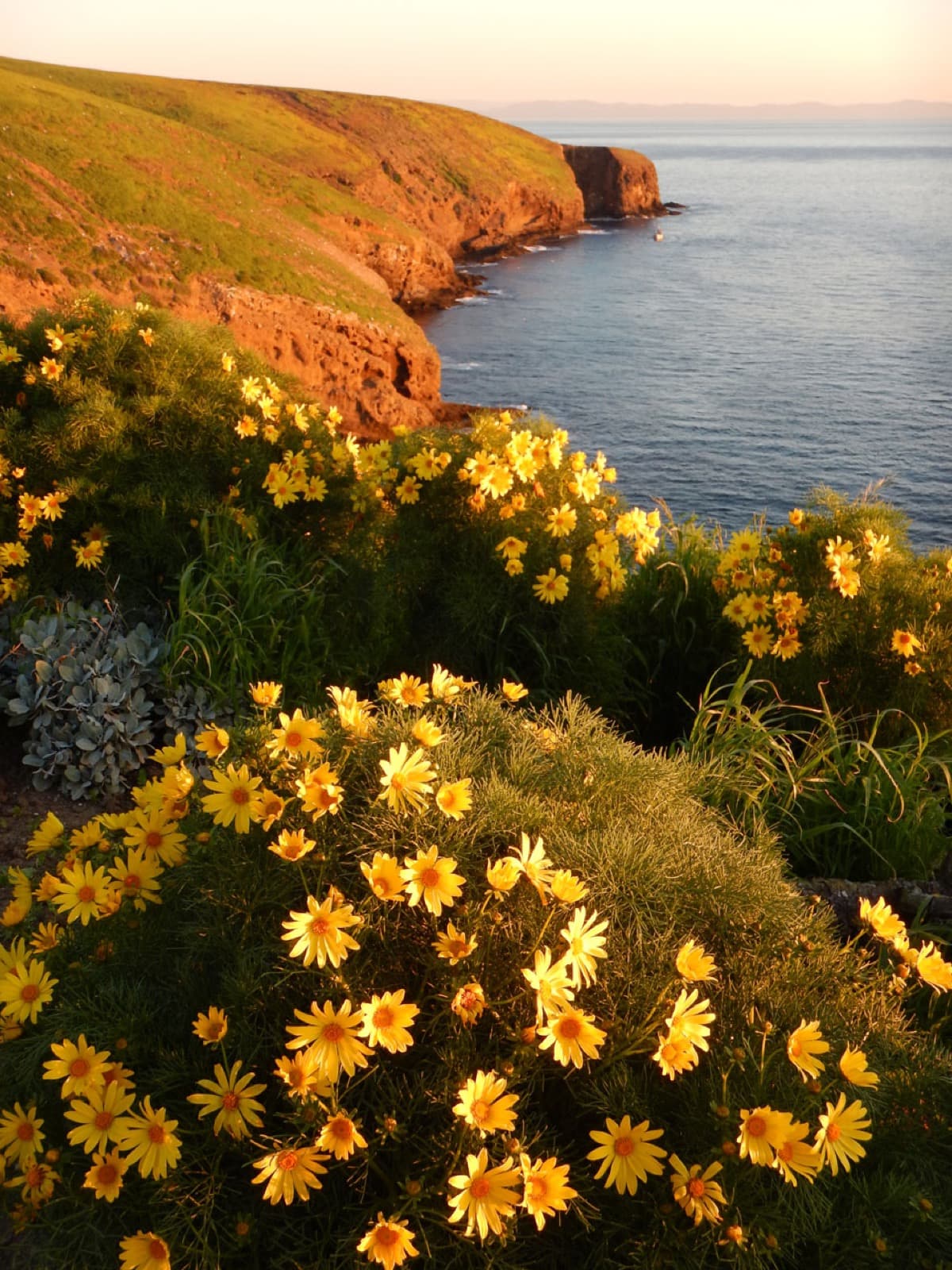 Giant coreopsis covered in yellow flowers above red sea cliffs and the ocean in low evening light