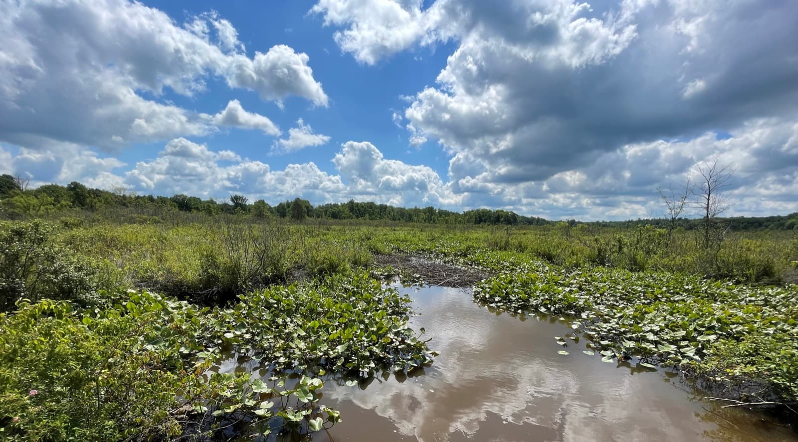 A slow creek lined with green marsh plants and lily pads reflects white clouds, with a low tree line behind