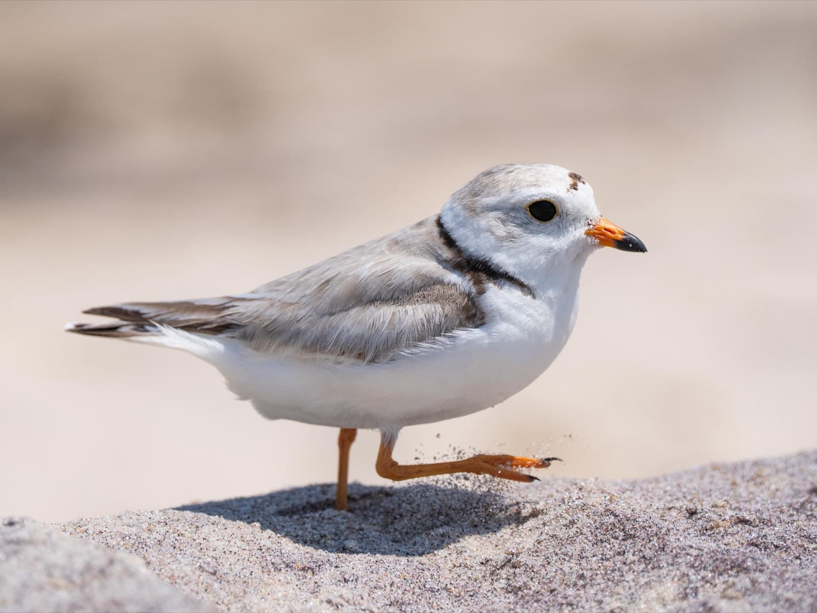 A small pale gray and white shorebird with an orange, black-tipped bill and orange legs walking on sand