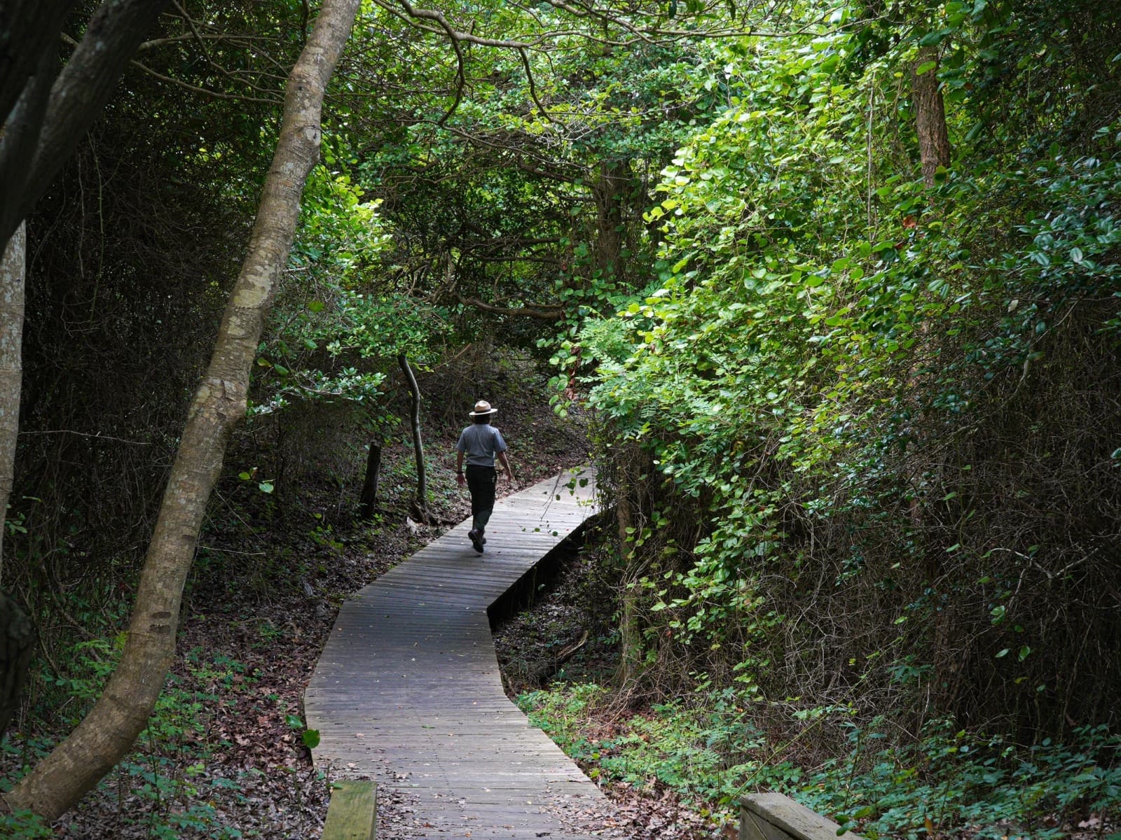 A person in a hat walking along a curving wooden boardwalk through a shady, leafy green forest