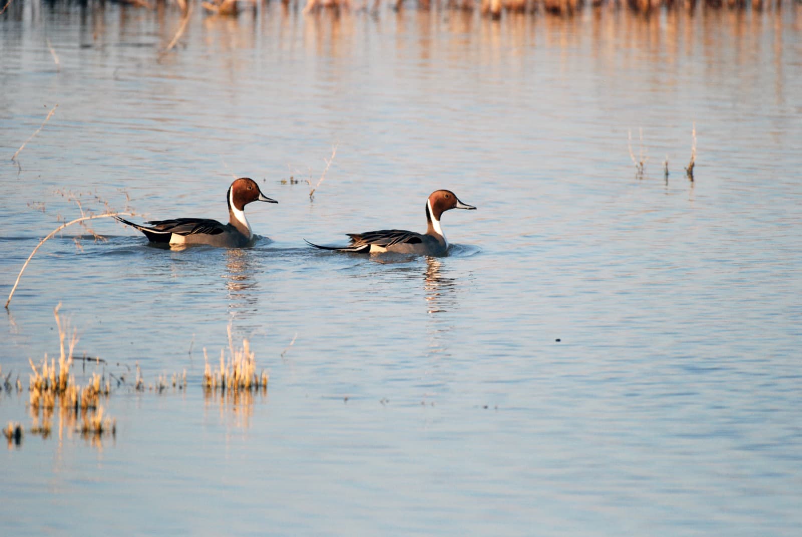 Two male northern pintails swimming across calm marsh water, with dry reeds in the foreground