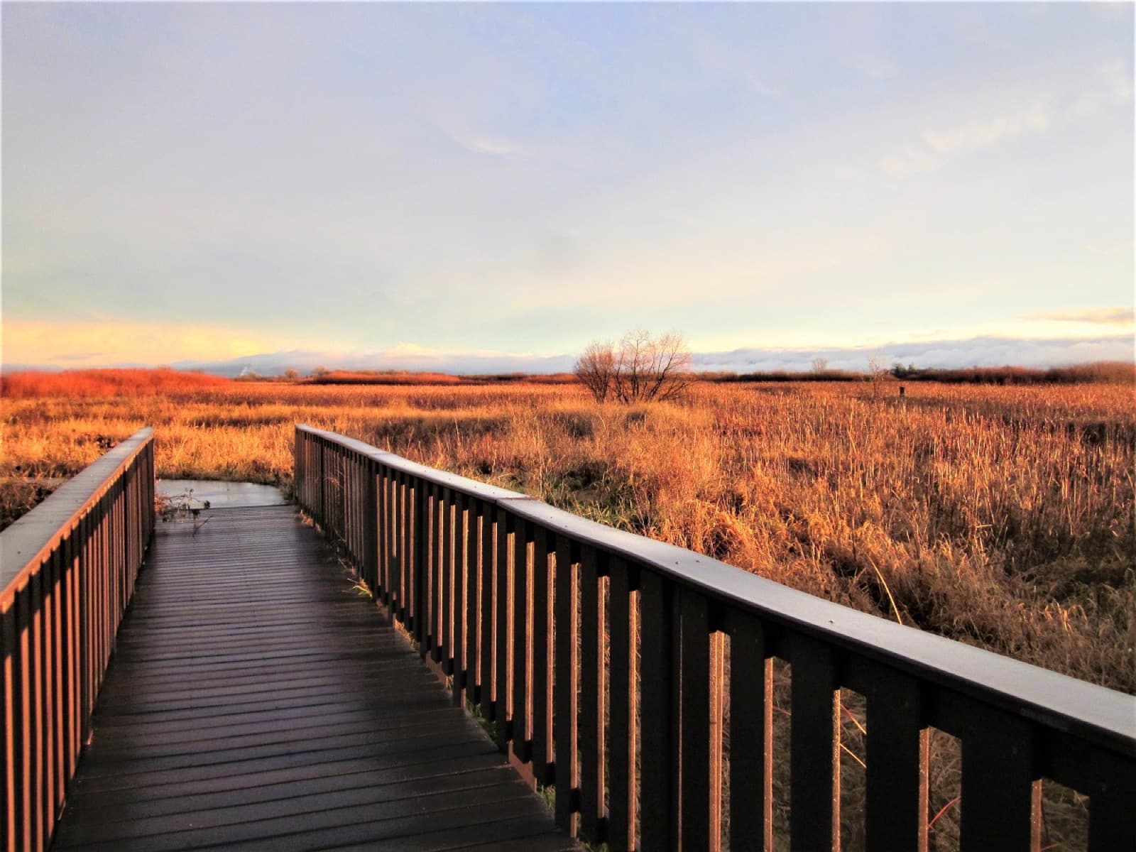 A wooden boardwalk with railings leading out over golden-brown wetland grasses under a pale evening sky