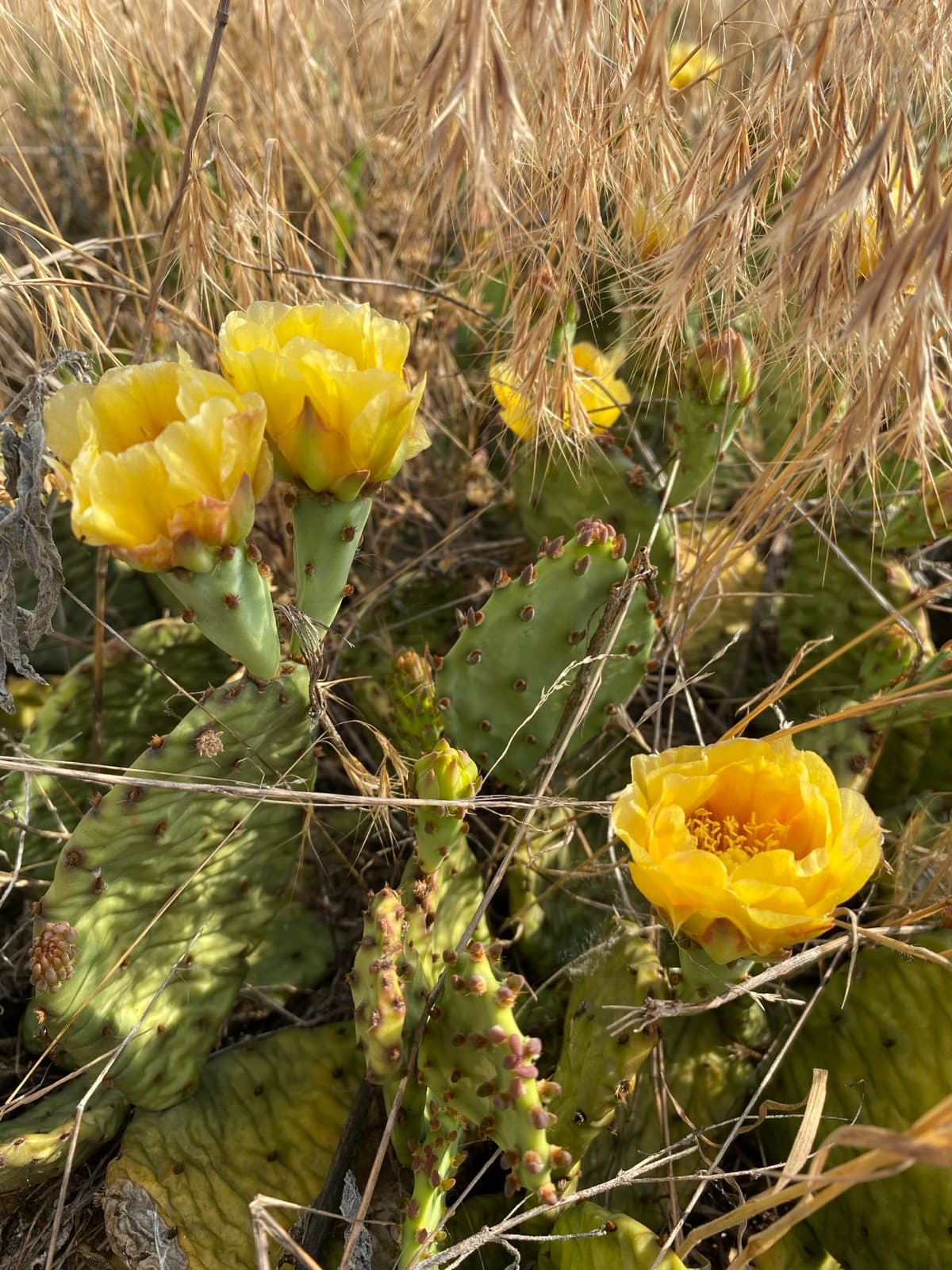 Bright yellow prickly pear cactus flowers among dry grasses