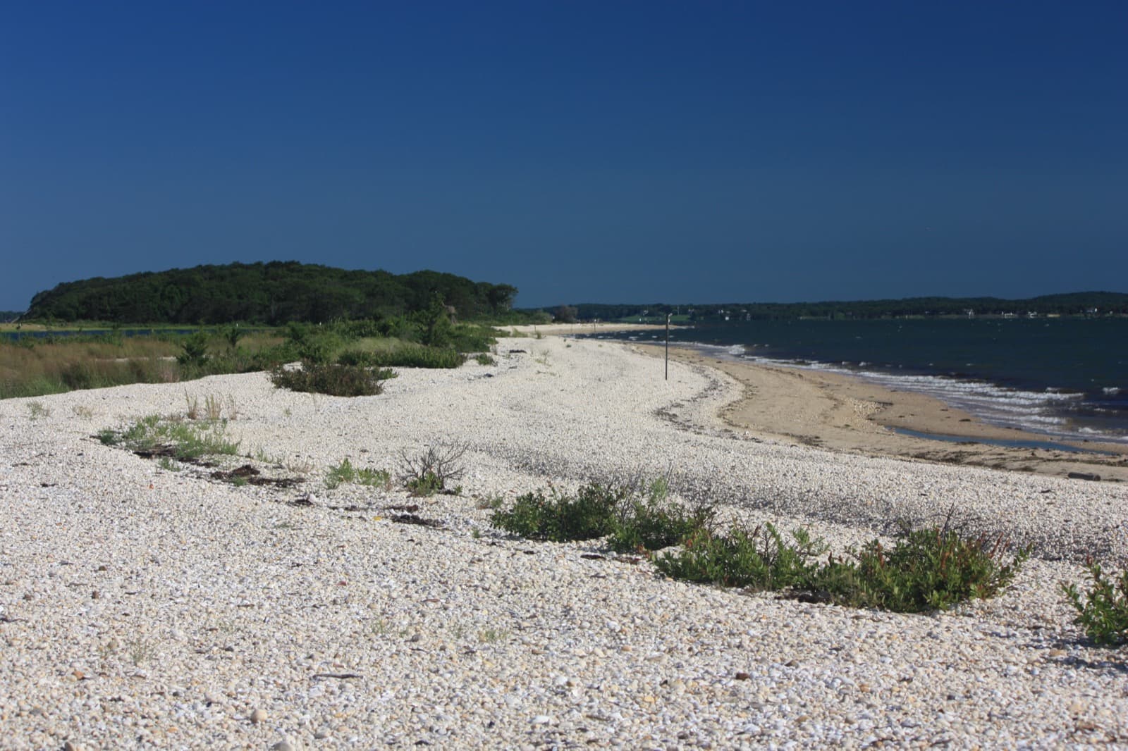 A pale shell-covered beach curving along calm blue water, with low shrubs and a wooded point beyond
