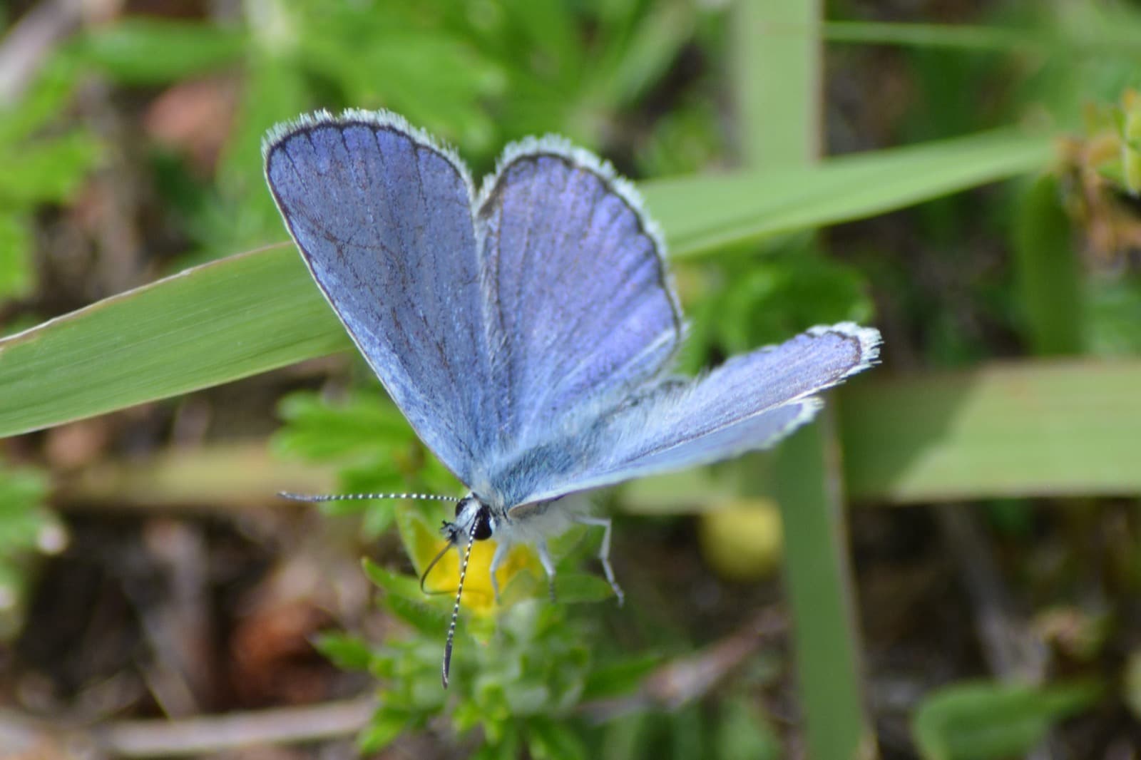 A pale blue butterfly with wings open, resting on a small yellow flower among green leaves