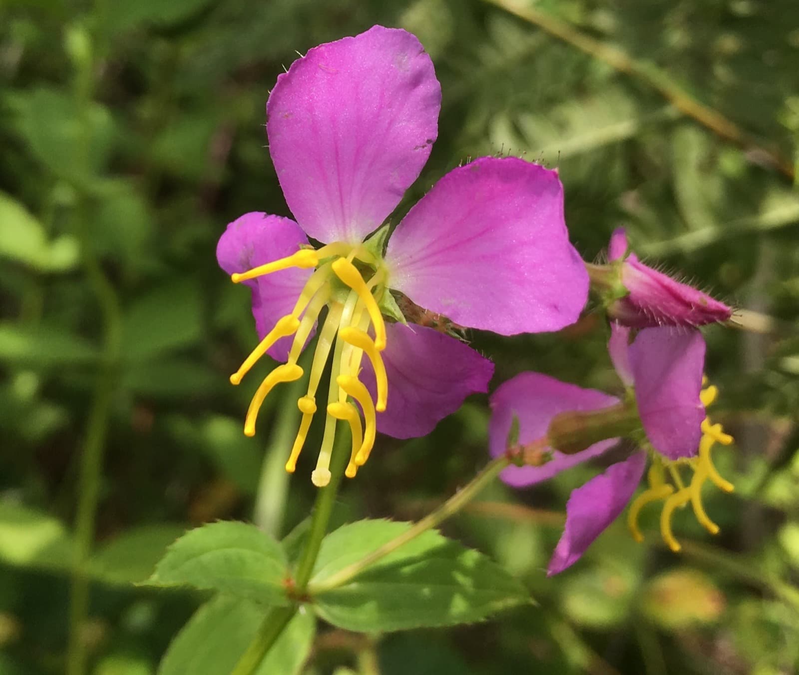 A pink four-petaled meadow-beauty flower with curved yellow anthers against green leaves