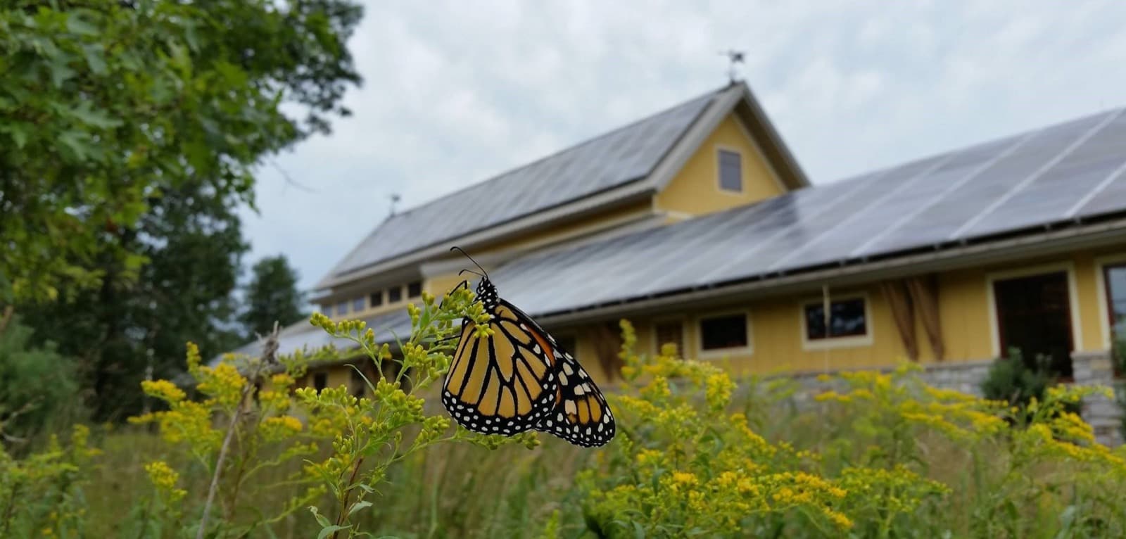 An orange and black monarch butterfly on yellow flowers in front of a yellow building with solar panels on its roof