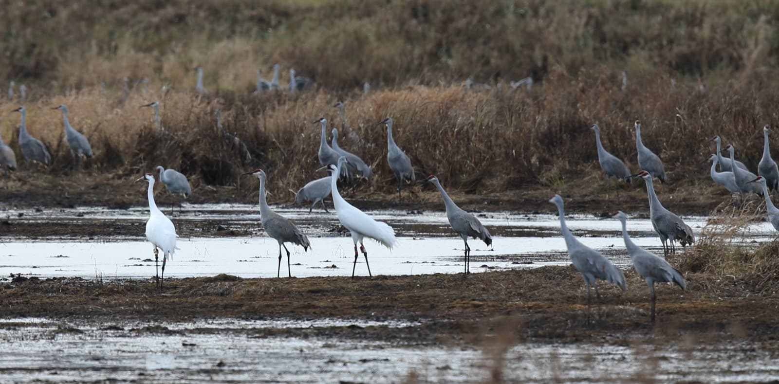 Two white whooping cranes standing among a flock of gray sandhill cranes in shallow water and brown marsh grass