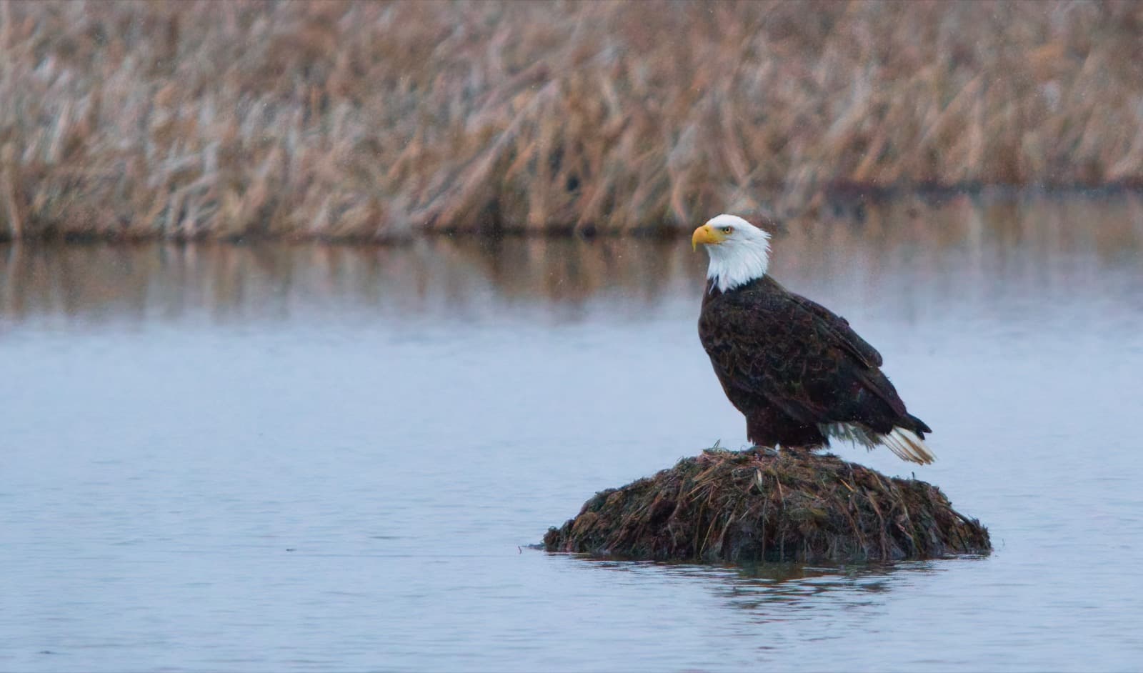 A bald eagle perched on a mound of marsh vegetation in calm water, with tan reeds behind