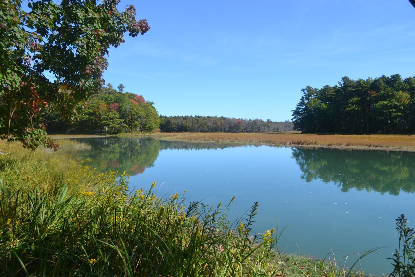 A calm tidal river reflecting trees and blue sky, edged by golden marsh grass, with a few trees touched with red