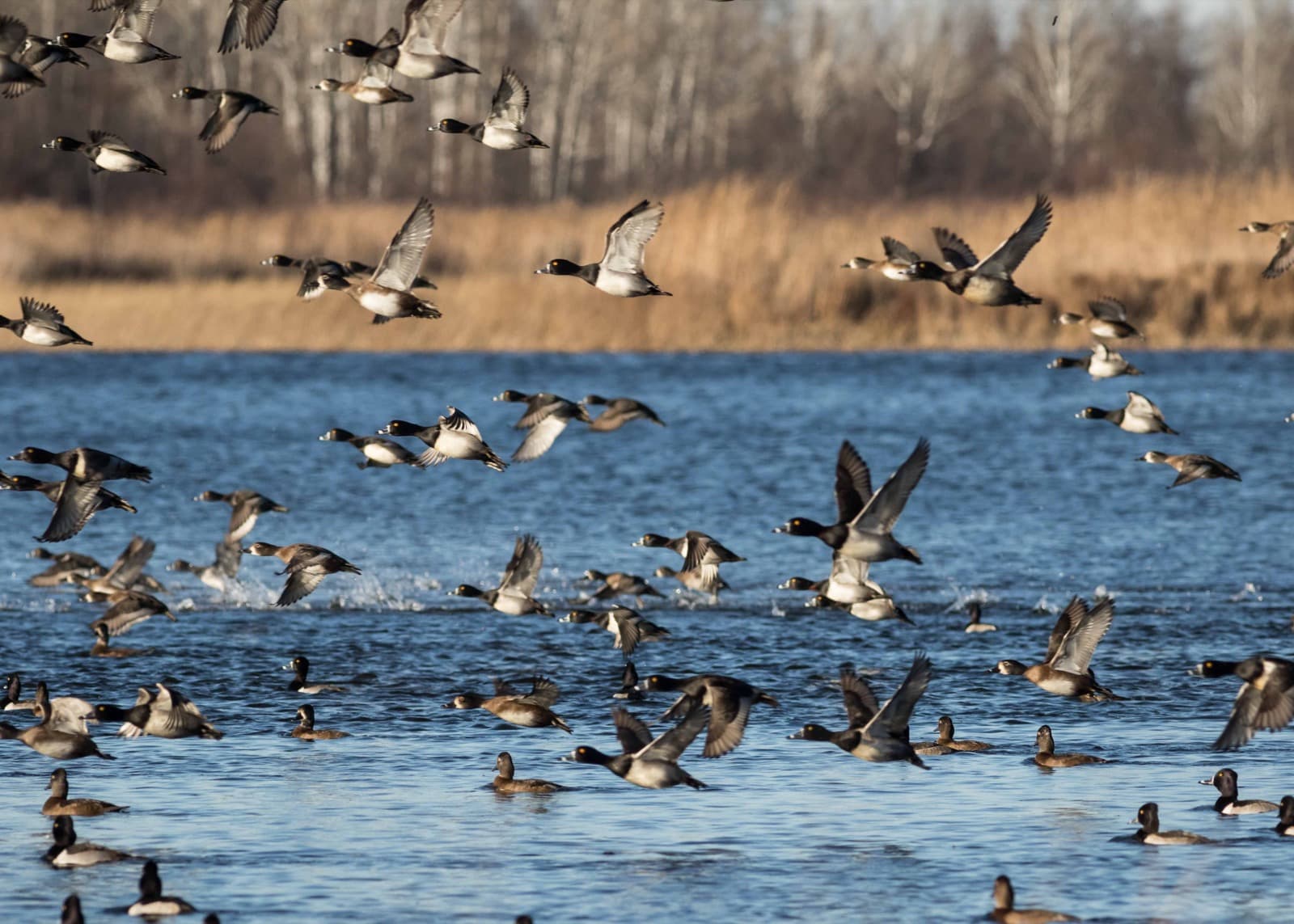 A large flock of dark ducks taking off from blue water in front of brown reeds and bare trees