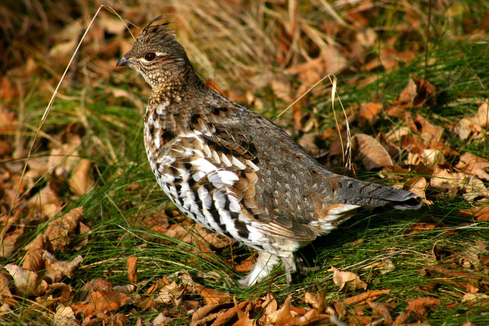 A mottled brown and white ruffed grouse standing in green grass and fallen brown leaves