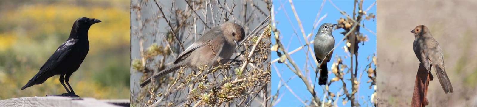 Four bird photos side by side: an American crow, a bushtit, a California gnatcatcher and a towhee