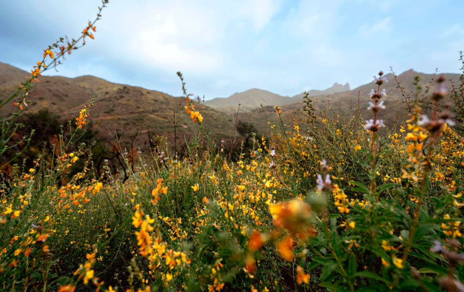 A trail with yellow flowers in the foreground leading to green mountains under a blue sky
