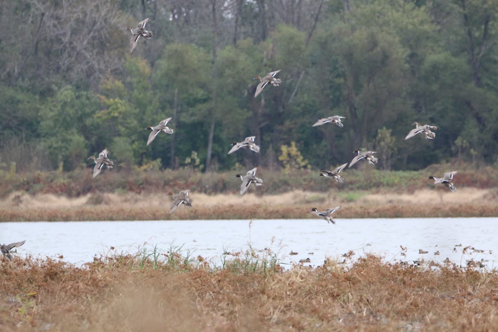 A flock of pintail ducks flies low over open water past brown autumn marsh grass and trees