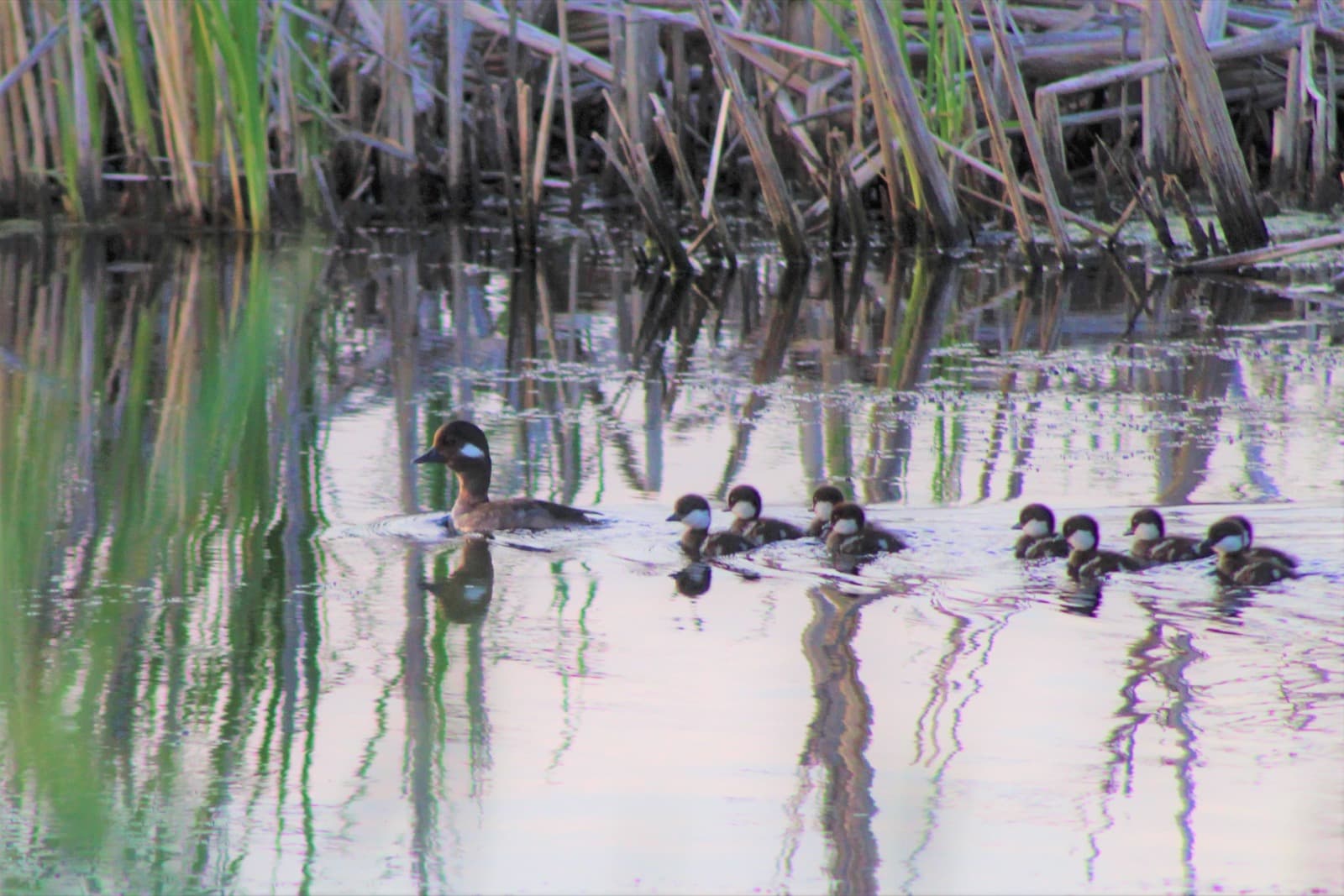 A female bufflehead leads her newly hatched ducklings on a swim at Agassiz National Wildlife Refuge in Minnesota