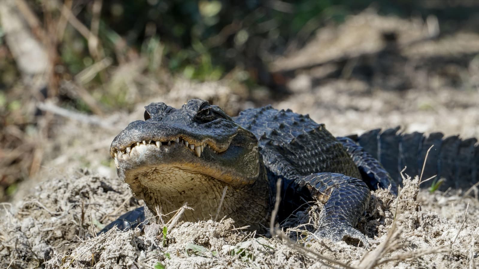 A small alligator basking on top of dry vegetation
