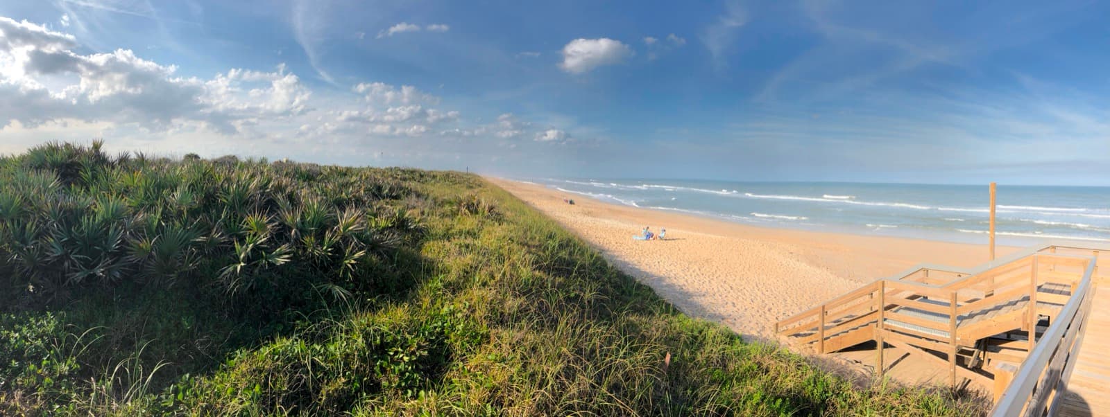 Dune plants, beach, and ocean