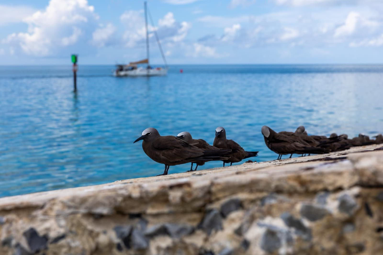 Several brown noddies rest on a stone seawall beside blue water, with a sailboat in the distance