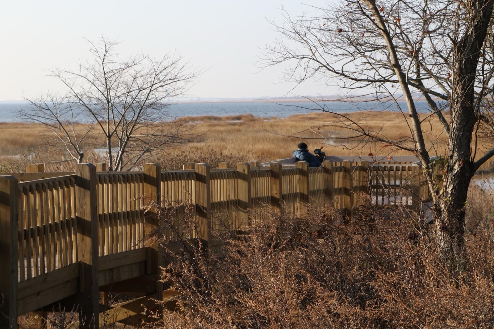Marsh with walkway and trees in foreground