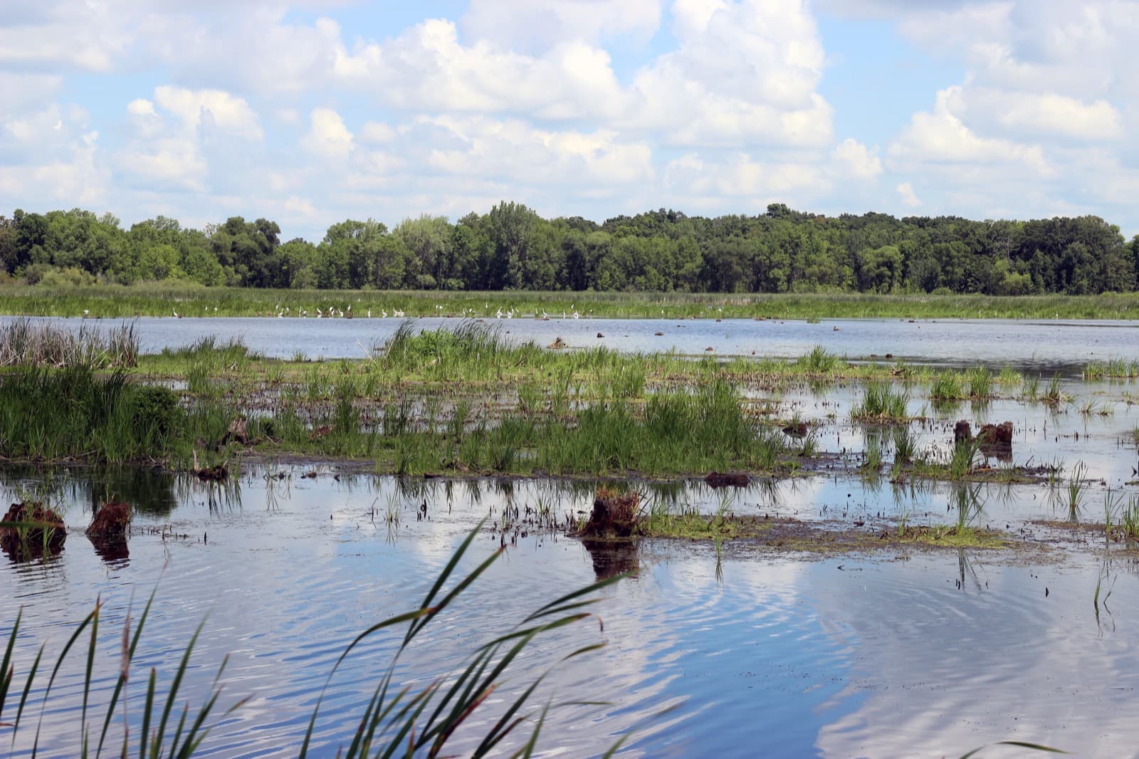 Wetlands at Horicon National Wildlife Refuge in Wisconsin
