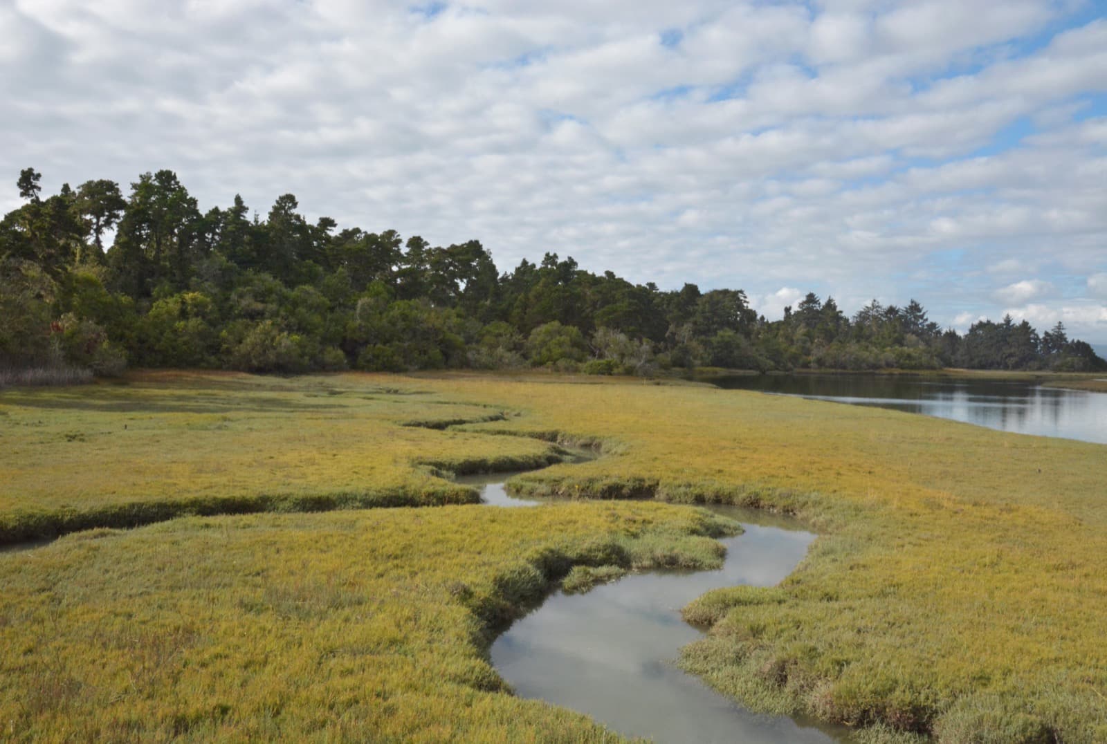 Native salt marsh at the Ma-le'l Dunes Unit of Humboldt Bay National Wildlife Refuge