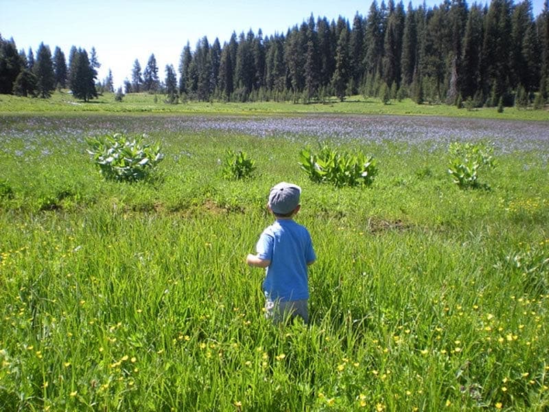 Meadow, conifers and a visitor viewed from Bear Basin Road in Payette National Forest