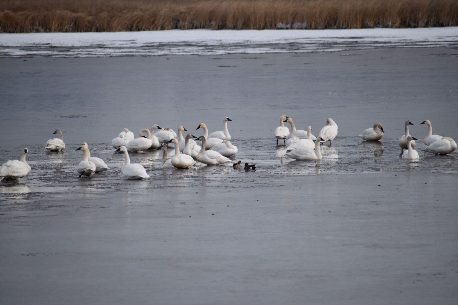 Tundra swans at Bear Lake National Wildlife Refuge