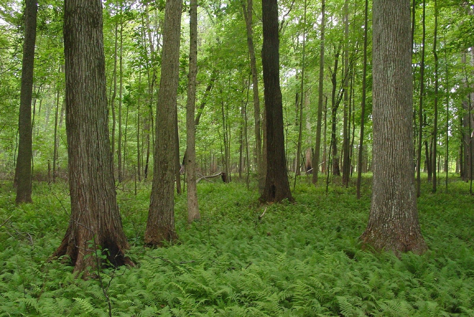 Forest at Big Oaks National Wildlife Refuge