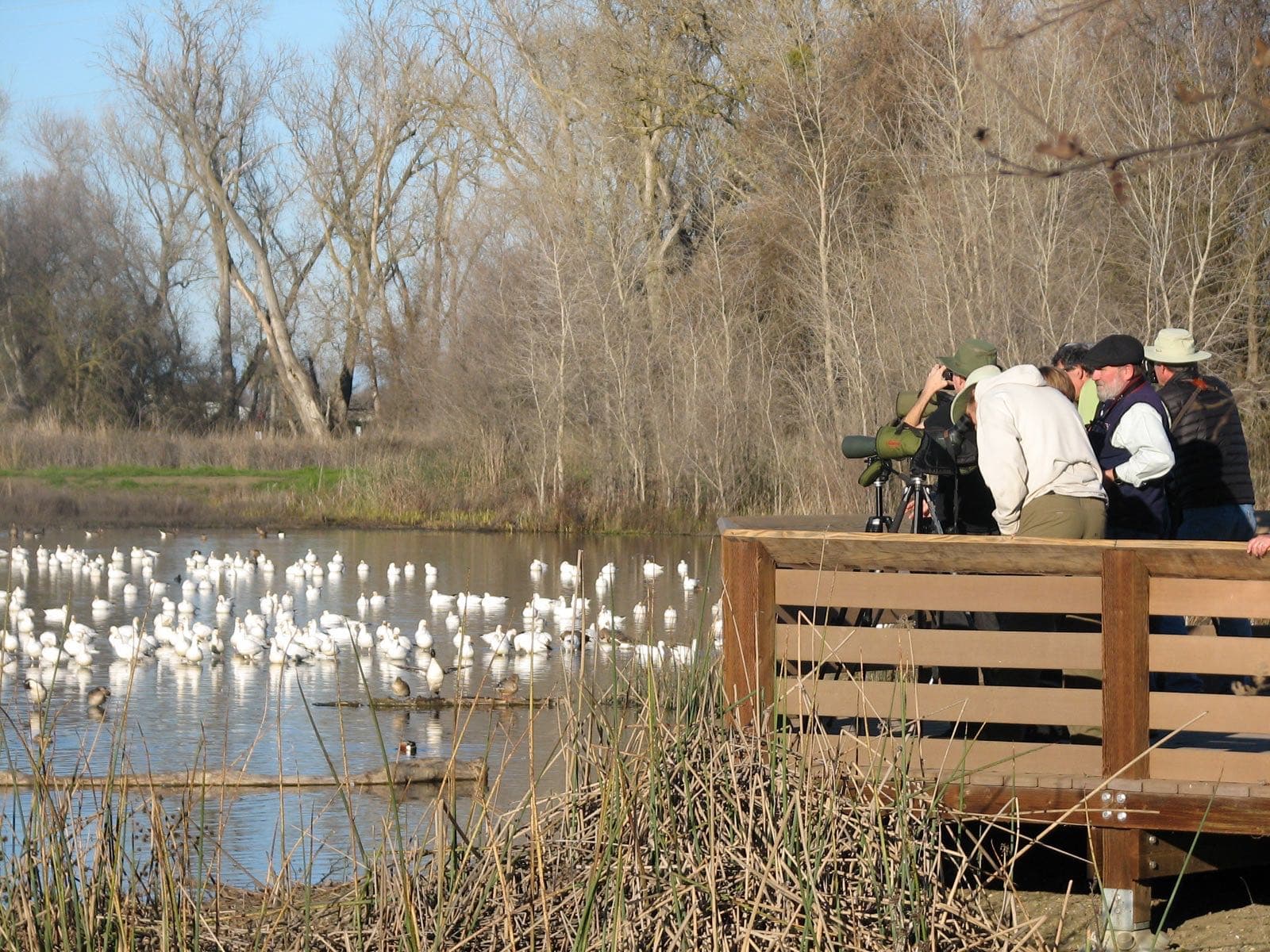 Birdwatchers and waterfowl at Colusa National Wildlife Refuge's observation deck