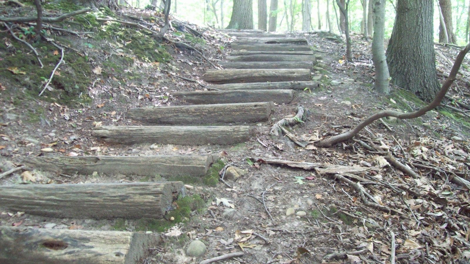 Wooden steps along a wooded path at Friendship Hill National Historic Site