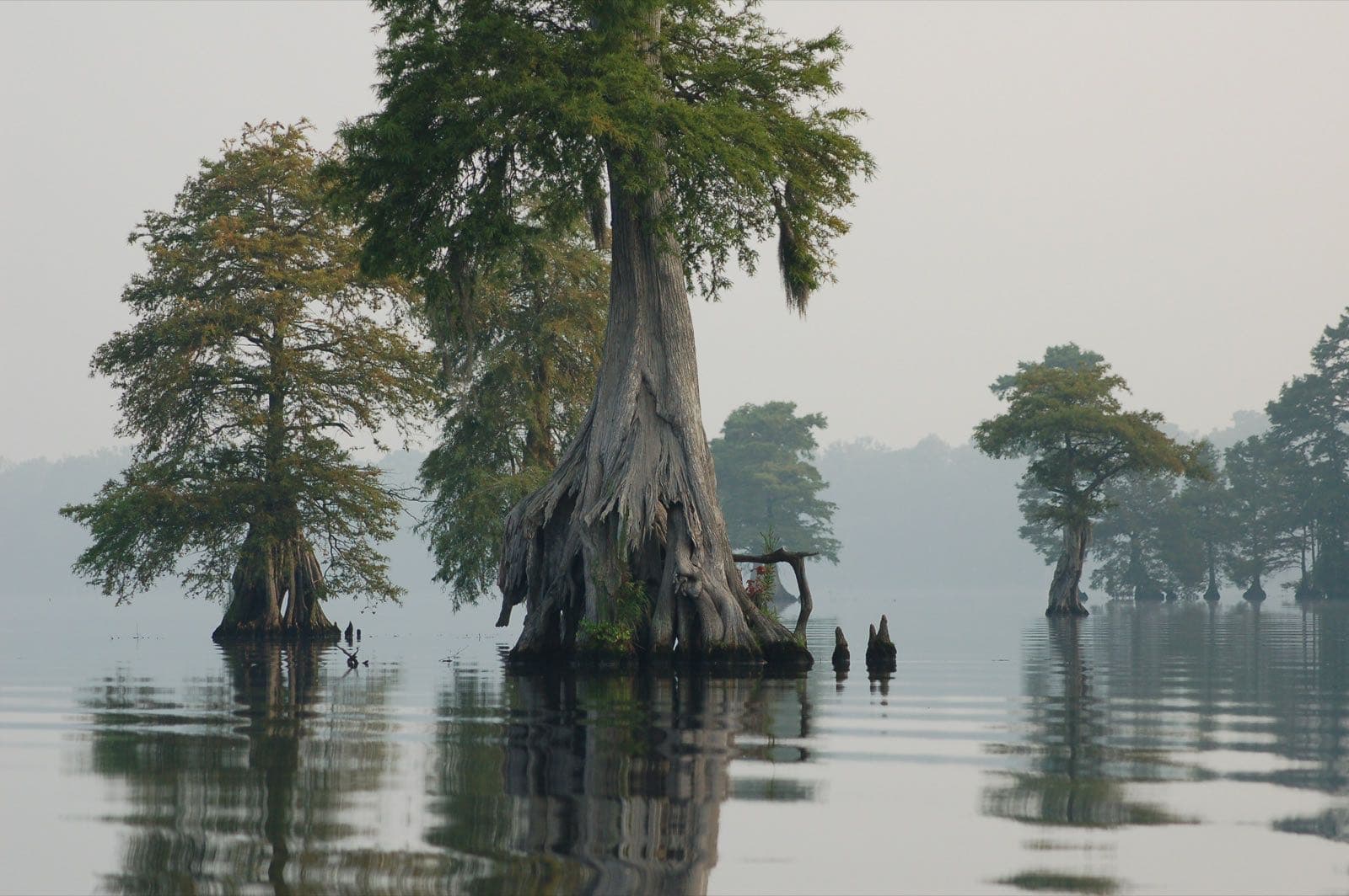 Cypress trees at Great Dismal Swamp National Wildlife Refuge